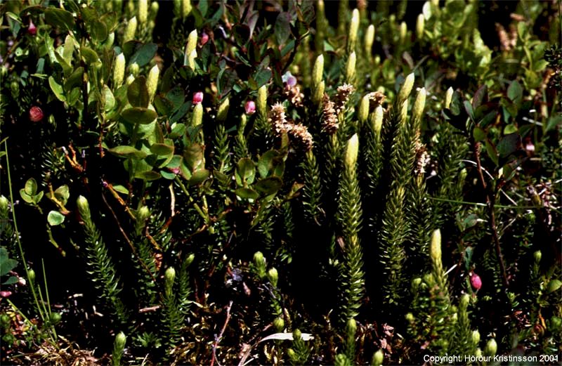 Mynd af Lyngjafni (Lycopodium annotinum)
