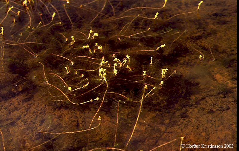 Mynd af Síkjamari (Myriophyllum alterniflorum)