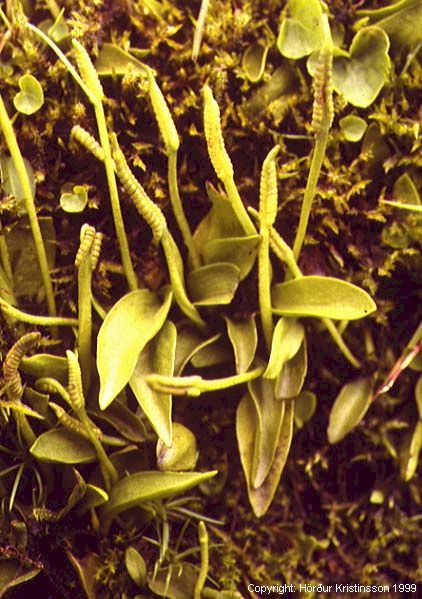 Mynd af Naðurtunga (Ophioglossum azoricum)