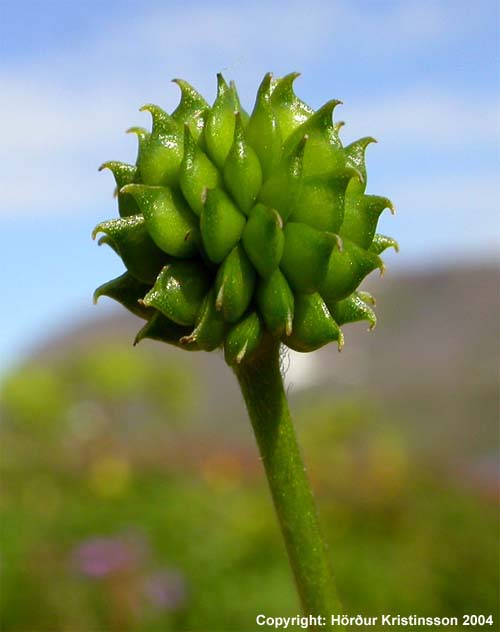 Mynd af Brennisóley (Ranunculus acris)