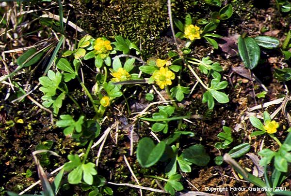 Mynd af Dvergsóley (Ranunculus pygmaeus)