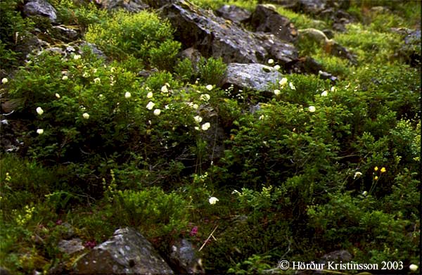 Mynd af Þyrnirós (Rosa pimpinellifolia)