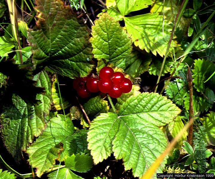 Mynd af Hrútaber (Rubus saxatilis)