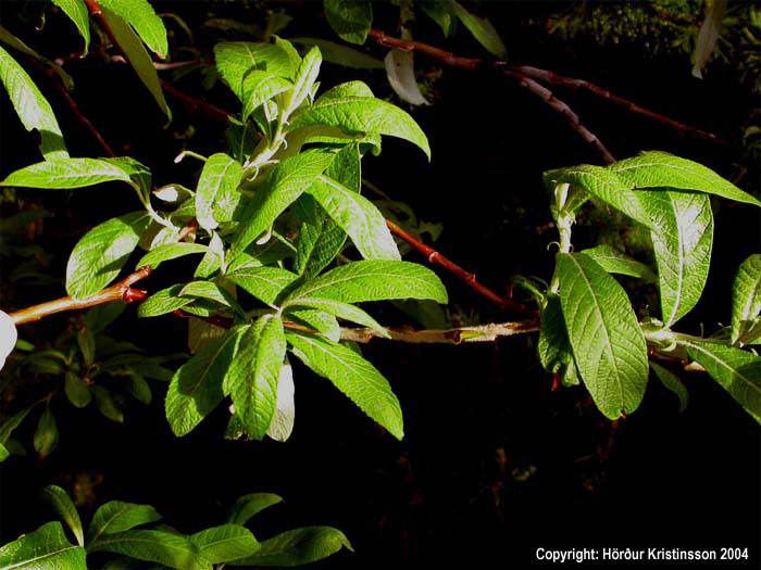 Mynd af Alaskavíðir (Salix alaxensis)
