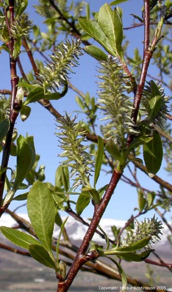 Mynd af Viðja (Salix myrsinifolia)