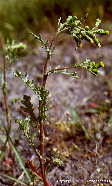 Mynd af Krossfífill (Senecio vulgaris)