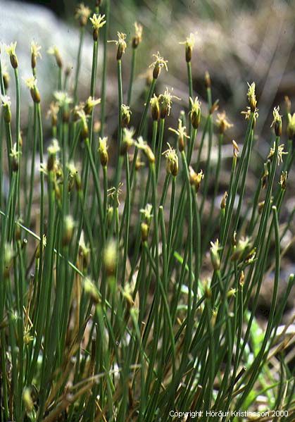 Mynd af Mýrafinnungur (Trichophorum cespitosum)