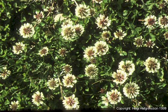 Mynd af Hvítsmári (Trifolium repens)
