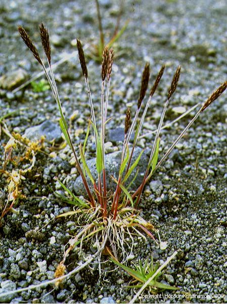 Mynd af Fjallalógresi (Trisetum spicatum)