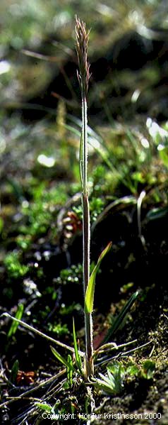 Mynd af Fjallalógresi (Trisetum spicatum)