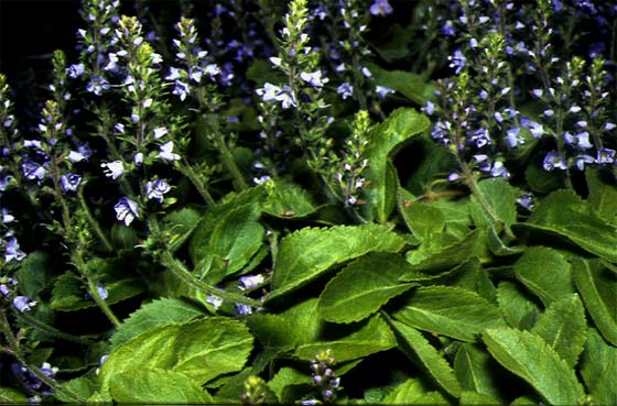 Mynd af Hárdepla (Veronica officinalis) Mynd af Hárdepla (Veronica officinalis)