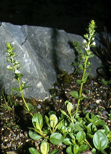 Mynd af Lækjadepla (Veronica serpyllifolia)