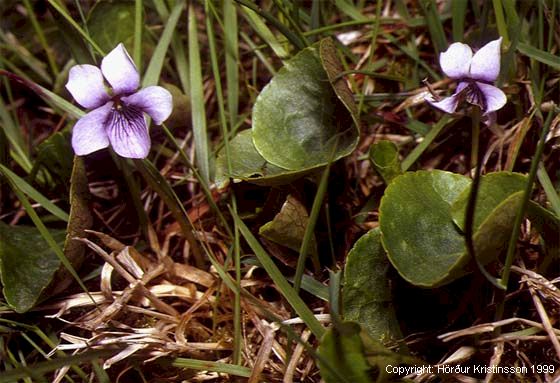 Mynd af Mýrfjóla (Viola palustris)