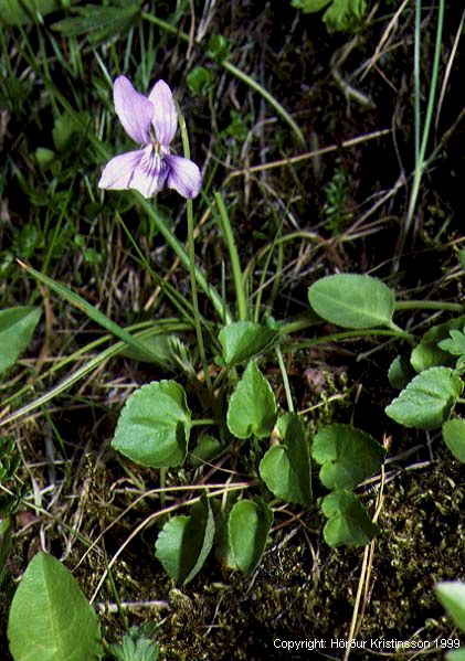 Mynd af Skógfjóla (Viola riviniana)