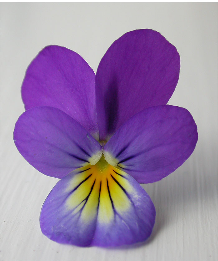 Mynd af Þrenningarfjóla (Viola tricolor)