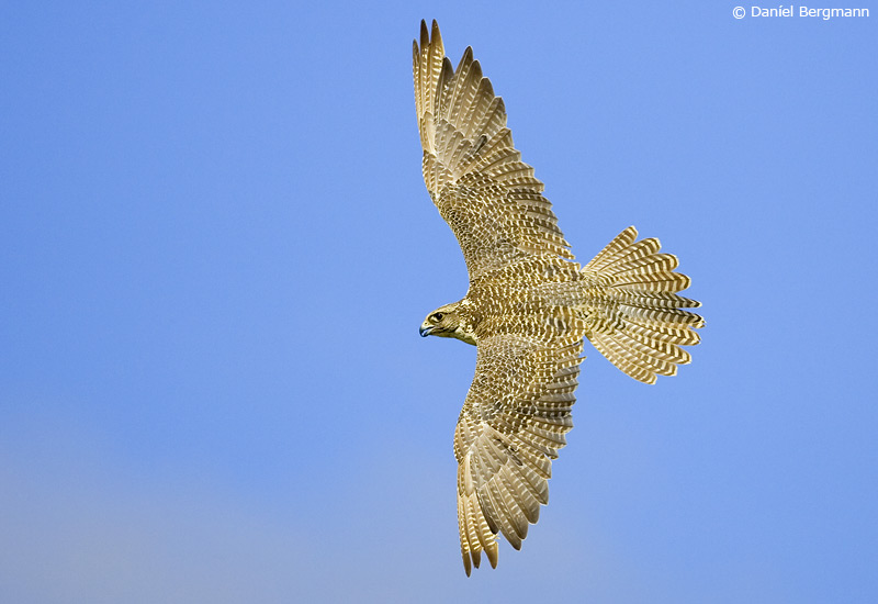 Fálki (Falco rusticolus)