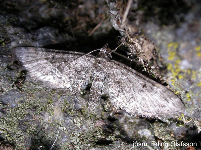 Lyngfeti - Eupithecia nanata