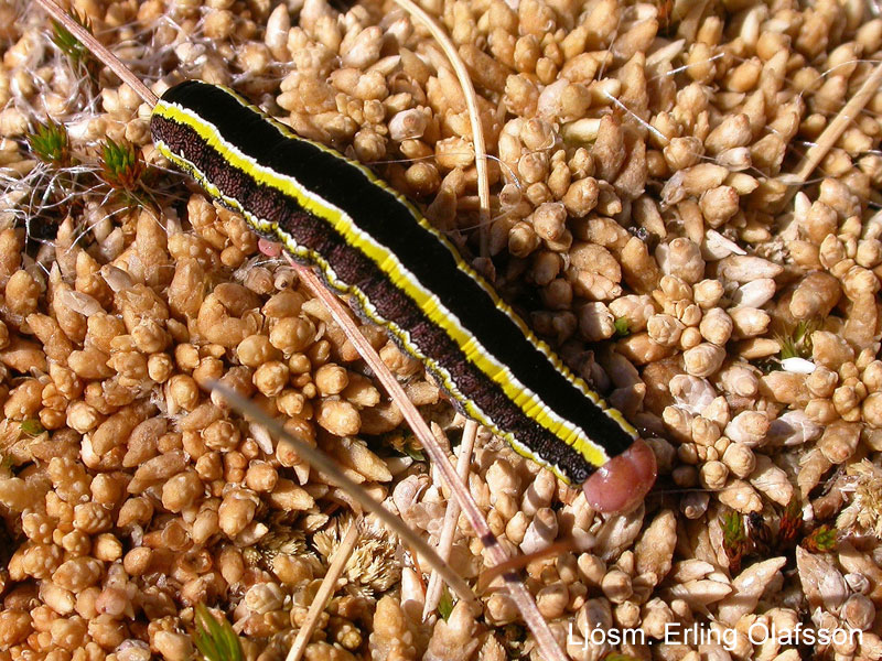 Ertuygla - Melanchra pisi Ertuygla - Melanchra pisi