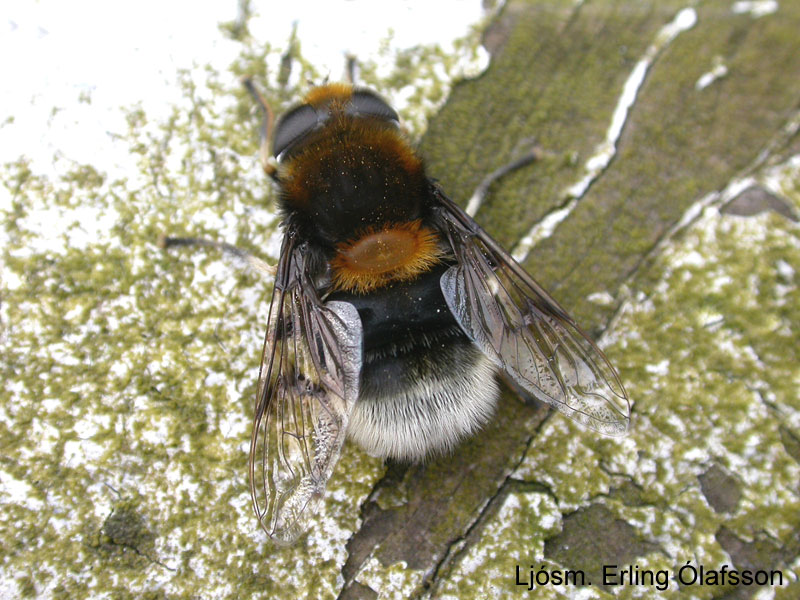 Loðsveifa - Eristalis intricarius Loðsveifa - Eristalis intricarius