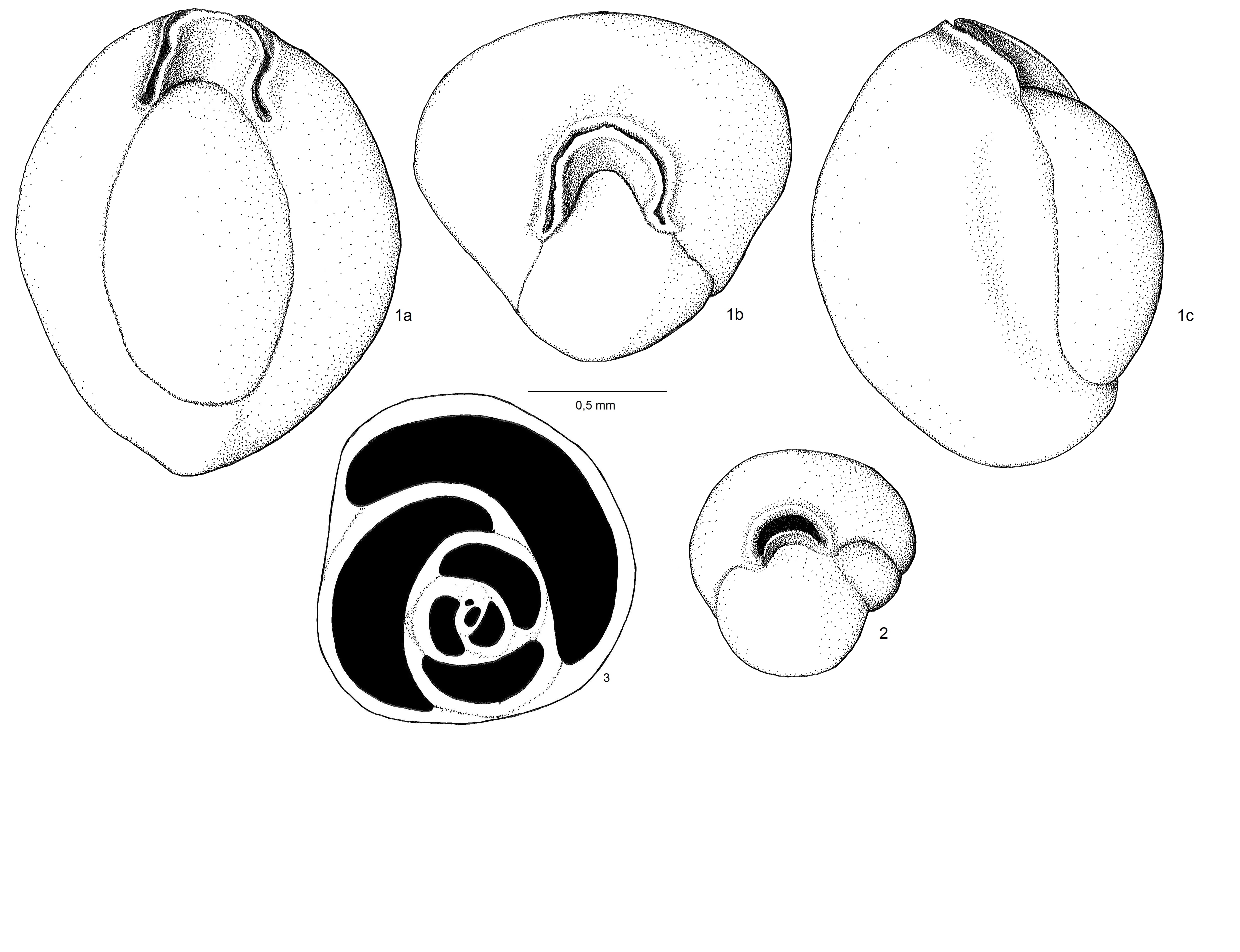 Miliolinella valvularis Náttúrufræðistofnun Íslands