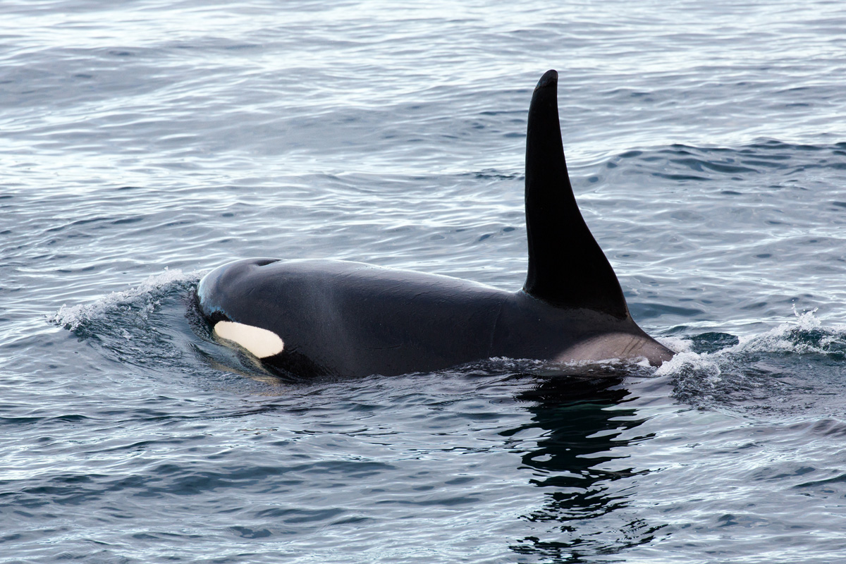 Háhyrningur (Orcinus orca﻿)